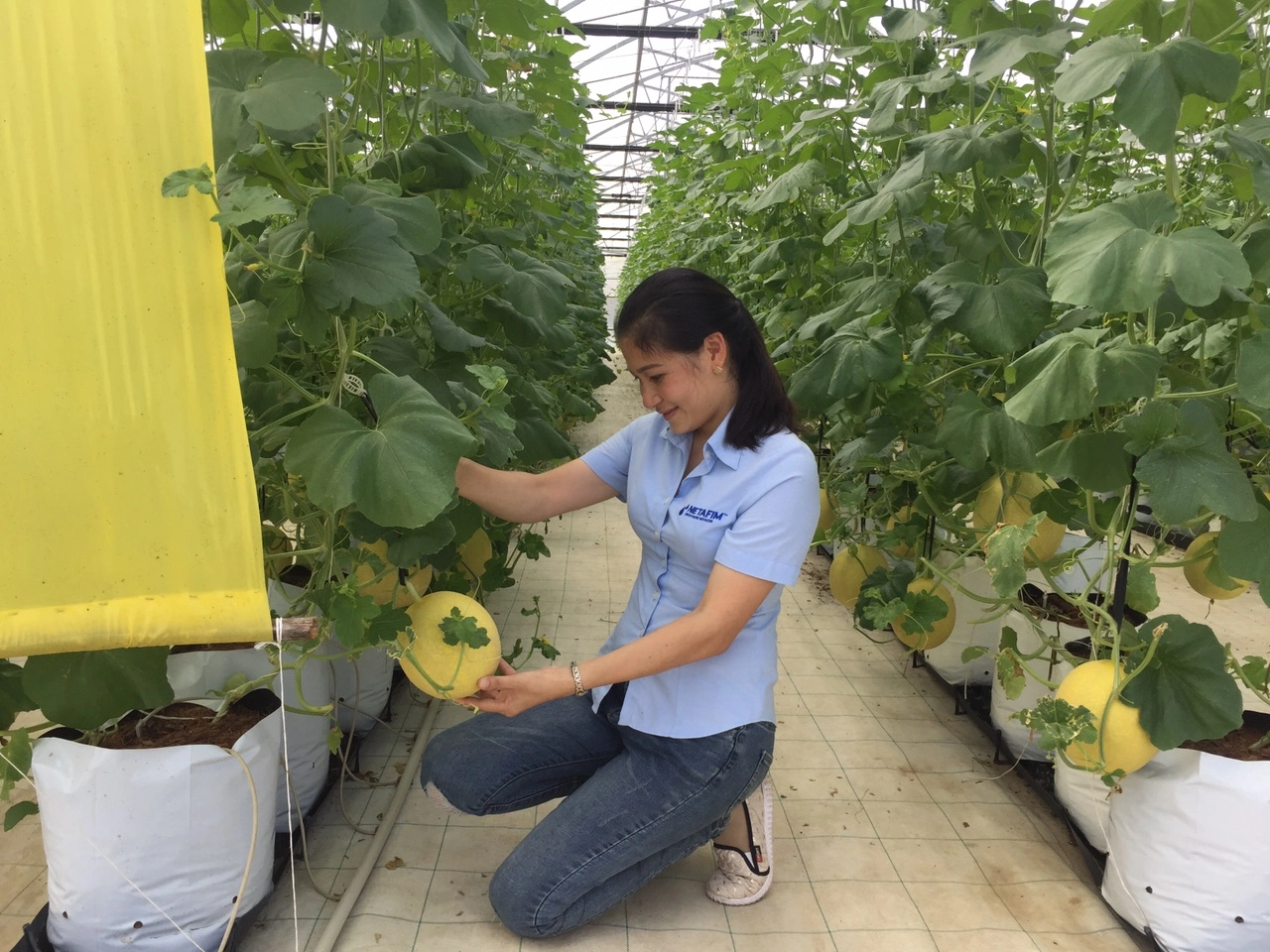 bay-con-trung-gay-hai-dua-luoi 00.jpg