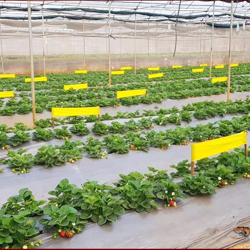 bay-con-trung-Israel-rau-thuy-canh 6.webp