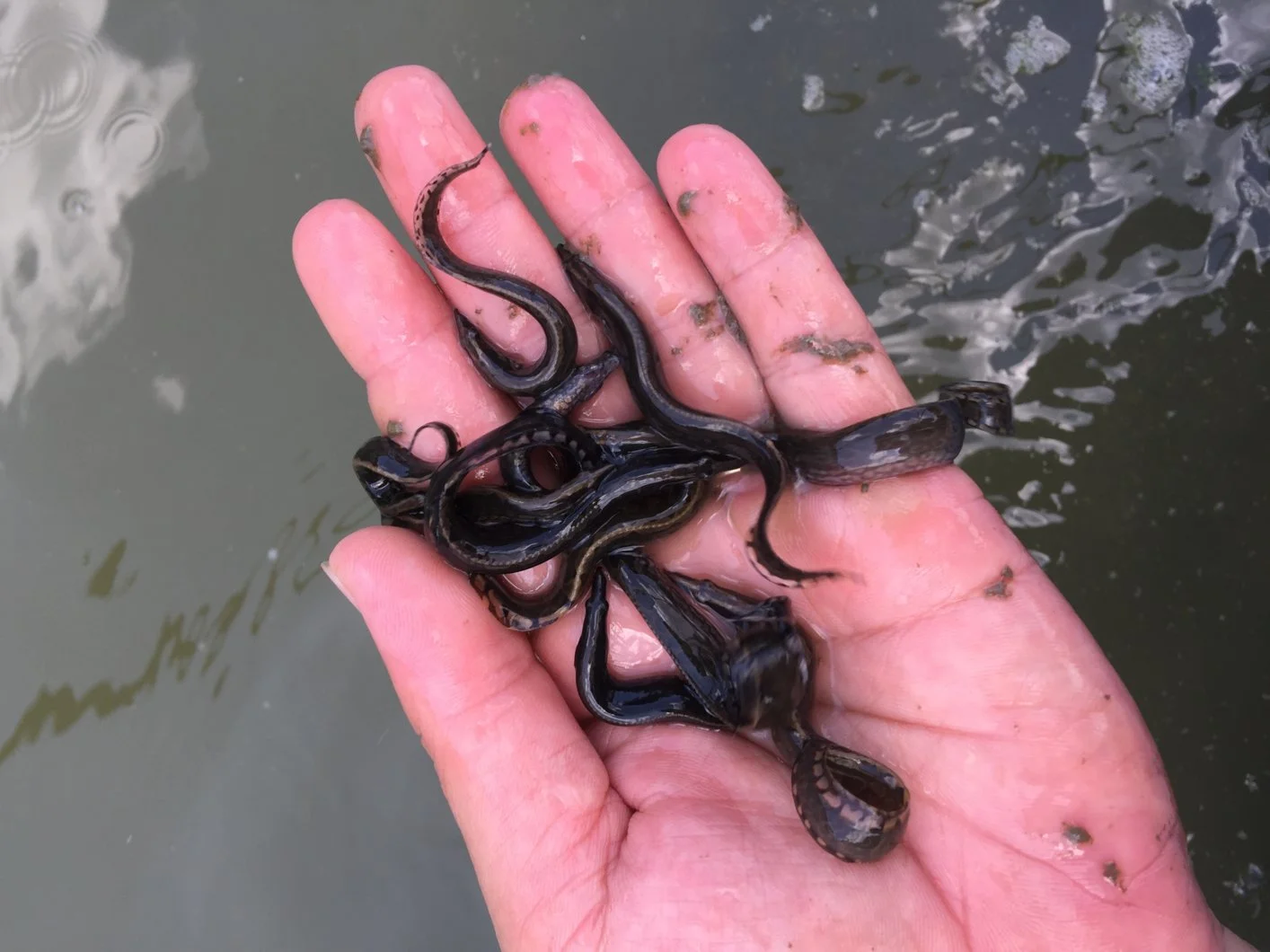 Cá giống chạch lấu