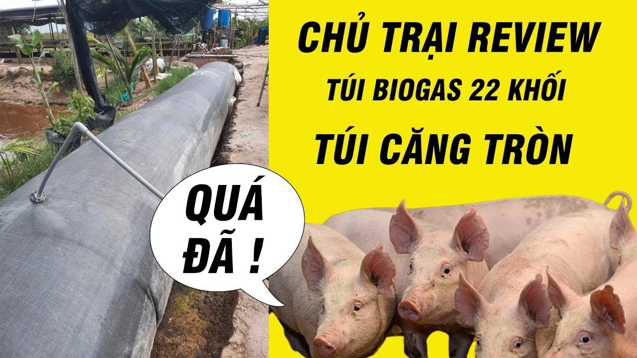 Mô hình túi biogas giá rẻ cho bà con chăn nuôi