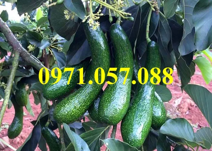 Bơ 0344_result.webp