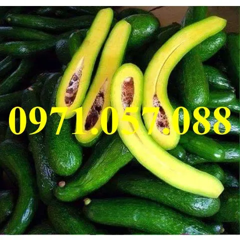 bơ 0345_result.webp