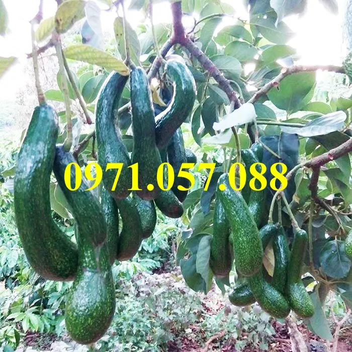 bơ 0346_result.webp