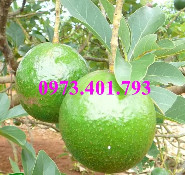 bơ booth 71_result.webp