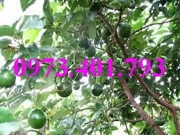 bơ booth 72_result.webp