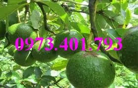 bơ booth 73_result.webp