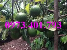 bơ booth 74_result.webp