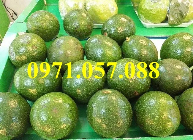 bơ booth 74_result.webp