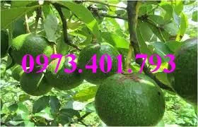 bơ booth 75_result.webp