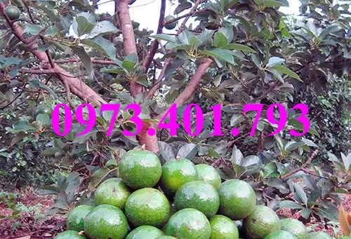 bơ booth 76_result.webp