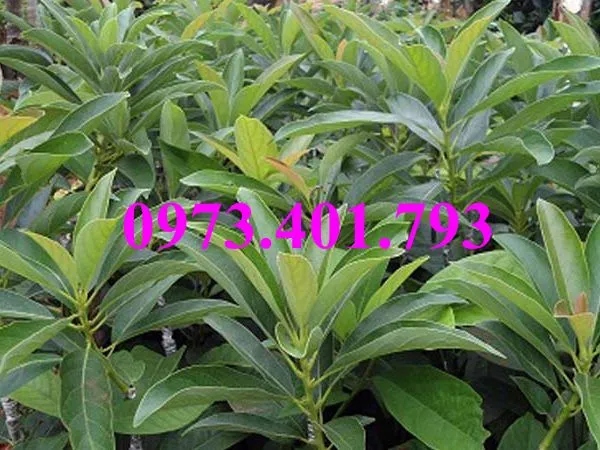 bơ booth 77_result.webp