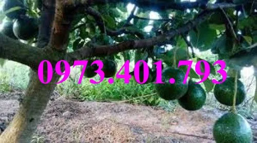 bơ booth 78_result.webp