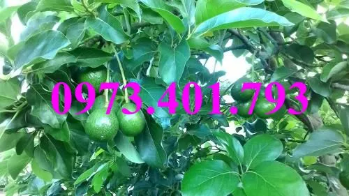 bơ booth 79_result.webp