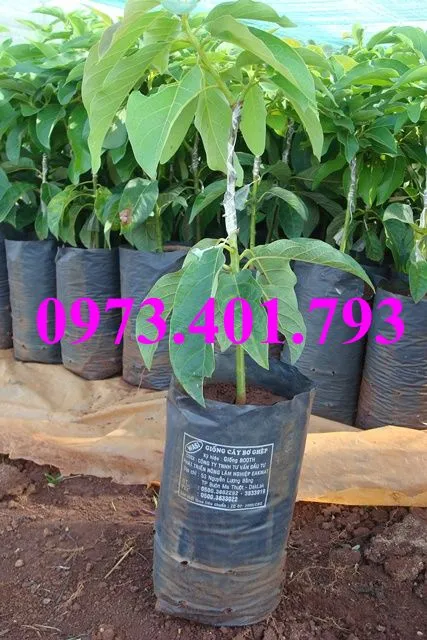 bơ booth 7_result.webp