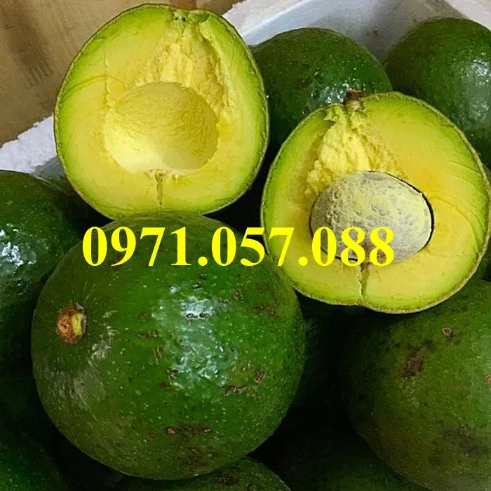 bơ booth 7_result.webp