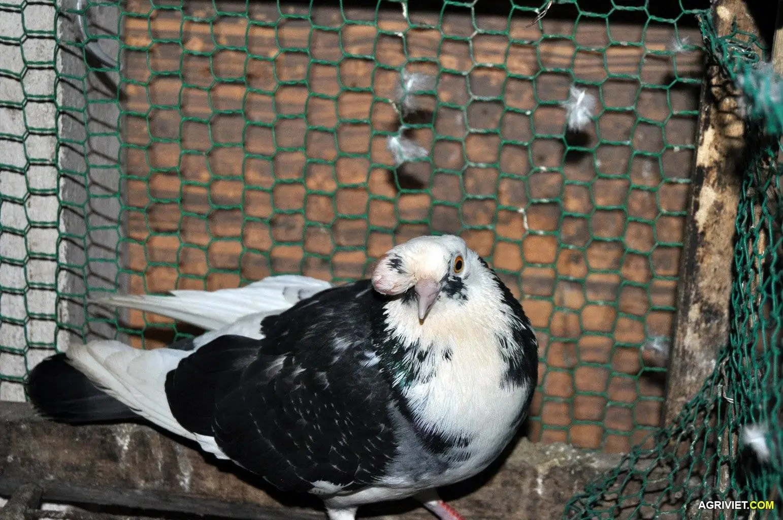 Bo cau bi dau  001b.webp