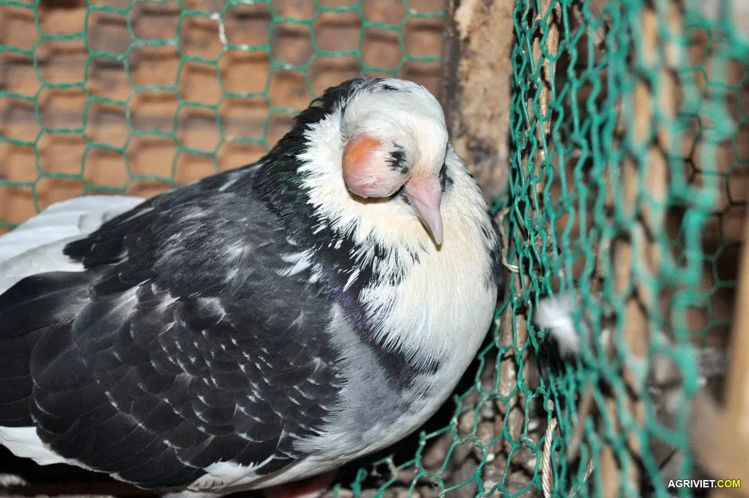 Bo cau bi dau  008b.webp