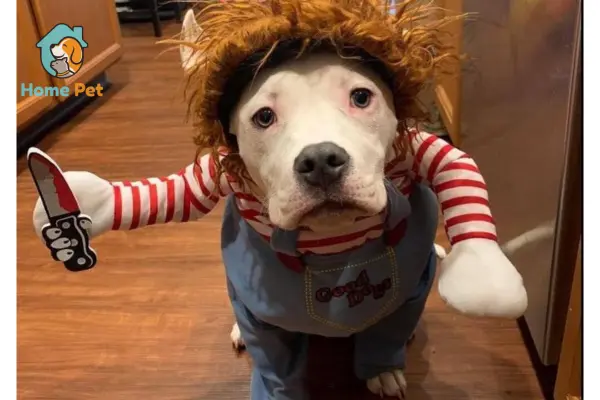 Cách Chọn Mua Size Áo Cho Chó Chuẩn.