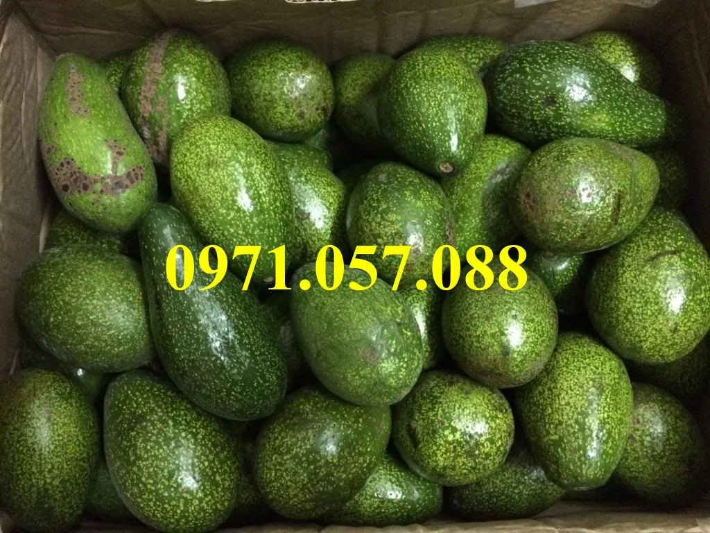 Bơ sáp 1_result.webp