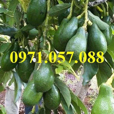 Bơ sáp 2_result.webp