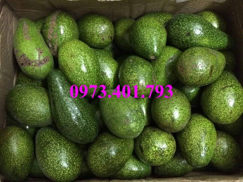 bo sáp1_result.webp