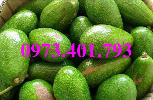 bo sáp3_result.webp