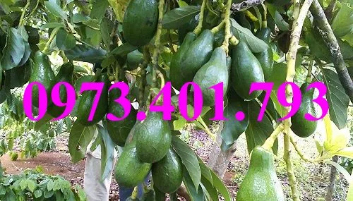 bo sáp5_result.webp