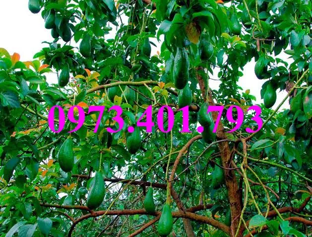 bo sáp6_result.webp