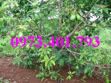 bo sáp7_result.webp