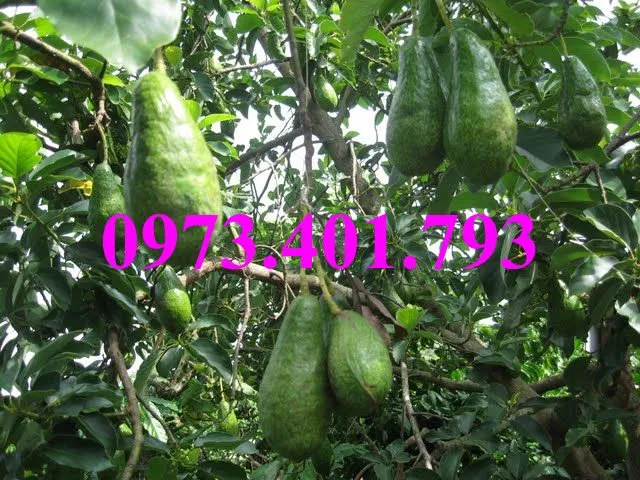 bo sáp8_result.webp