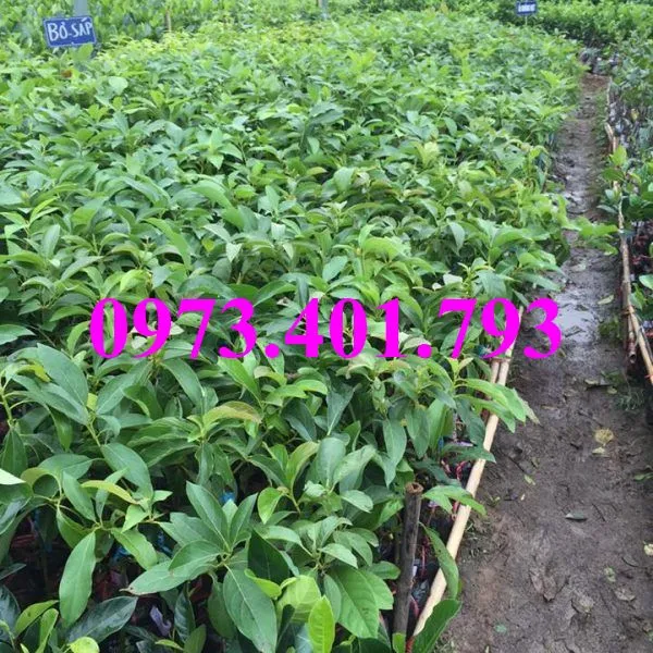 bo sáp9_result.webp