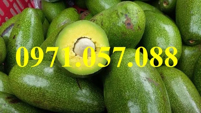 bơ sáp_result.webp