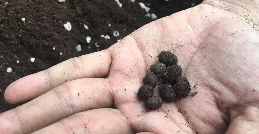 Bón Phân Dê Cho Cây Hoa Hồng