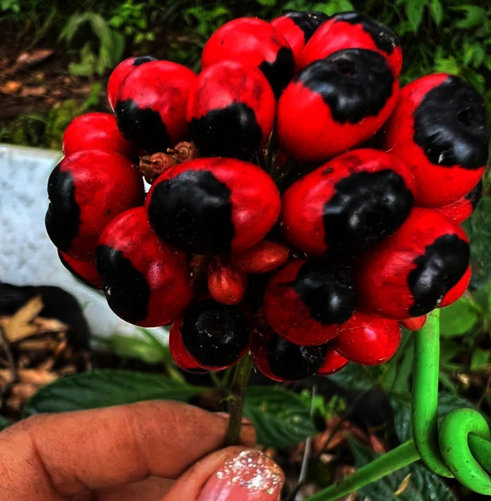 Bông sâm ngọc linh tại Long Tran Panax.webp