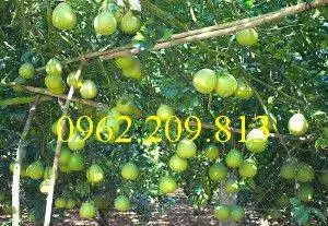 bưởi 1 năm 2 vụ a_result.webp