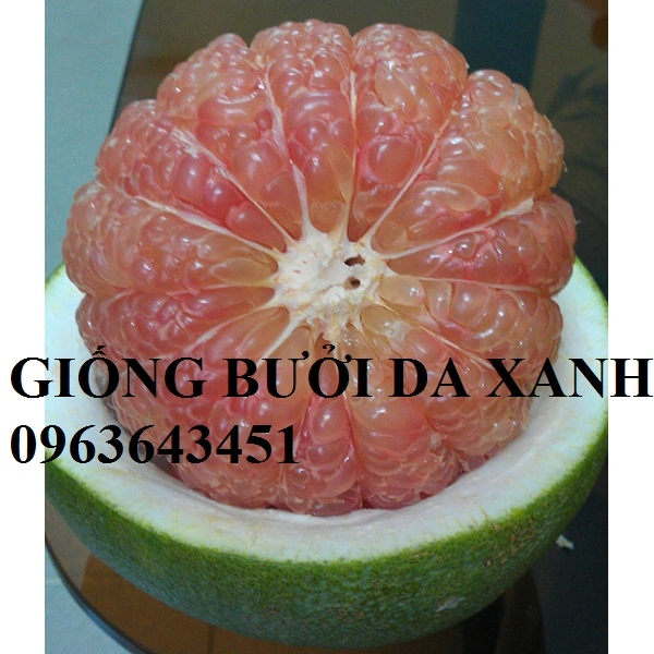buoi da xanh-600x600.webp