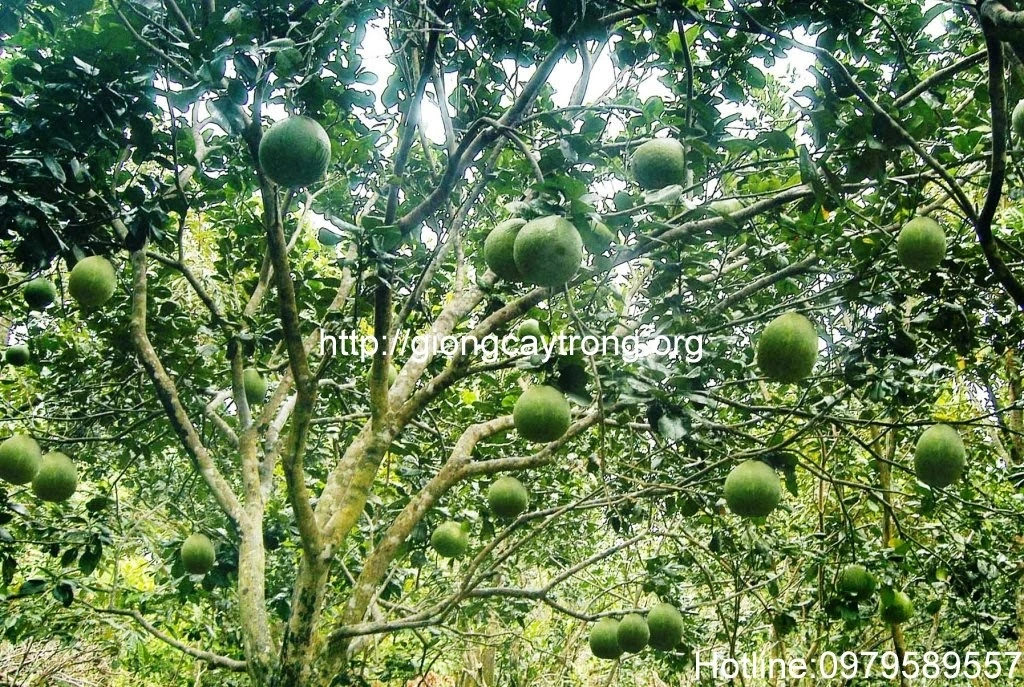 Quy trình trồng bưởi da xanh ruột đỏ an toàn