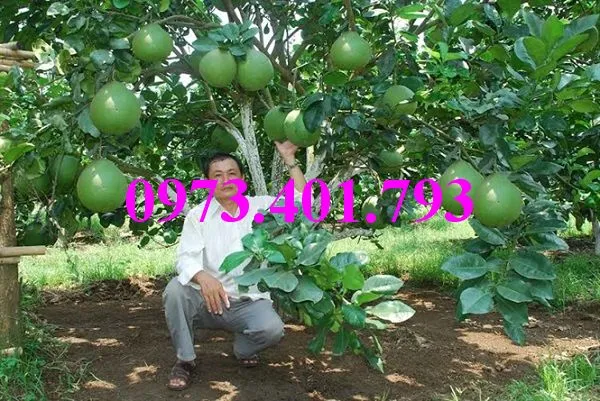 bưởi da xanh11_result.webp