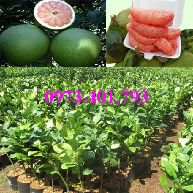 bưởi da xanh1_result.webp