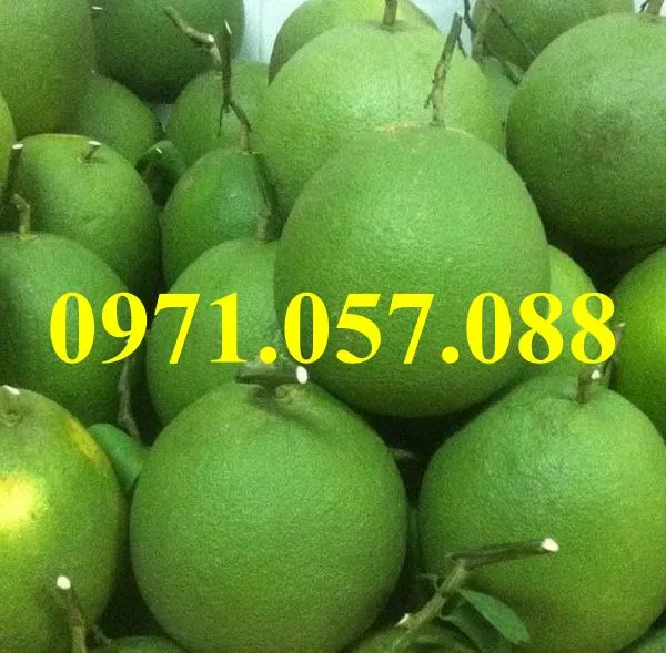 Bưởi da Xanh1_result.webp