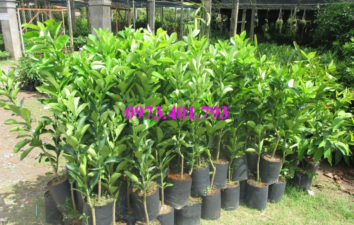 bưởi da xanh2_result.webp