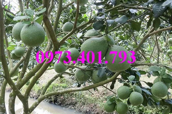 bưởi da xanh4_result.webp
