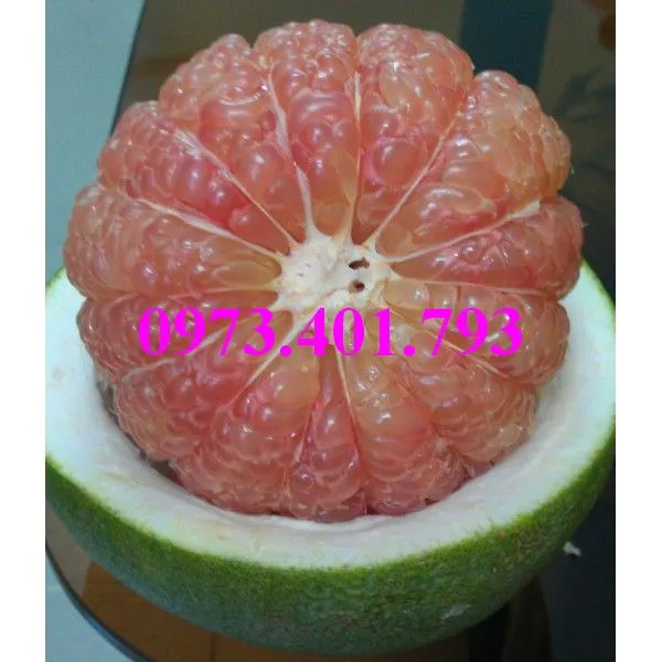 bưởi da xanh6_result.webp