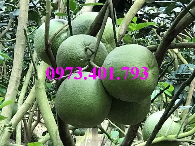 bưởi da xanh8_result.webp