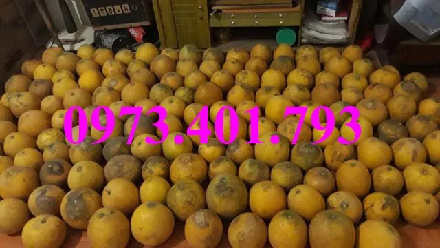 bưởi diễn10_result.webp