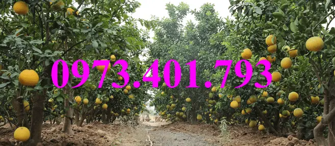 bưởi diễn11_result.webp