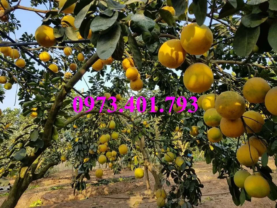 bưởi diễn12_result.webp