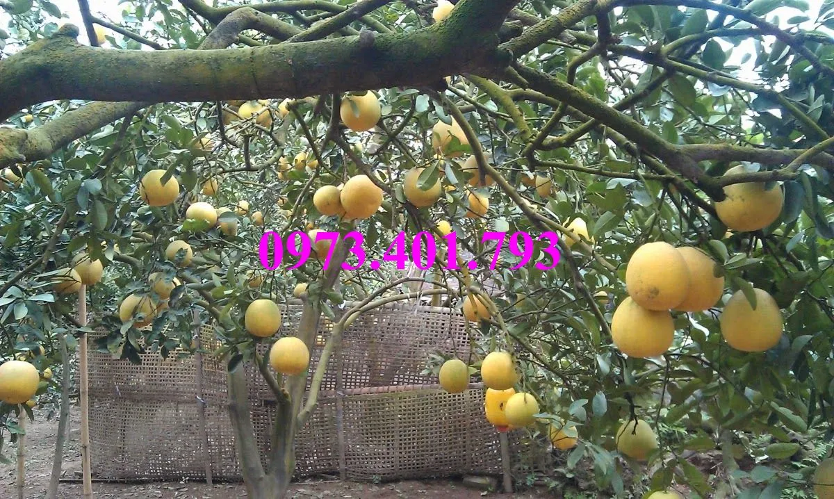 bưởi diễn13_result.webp