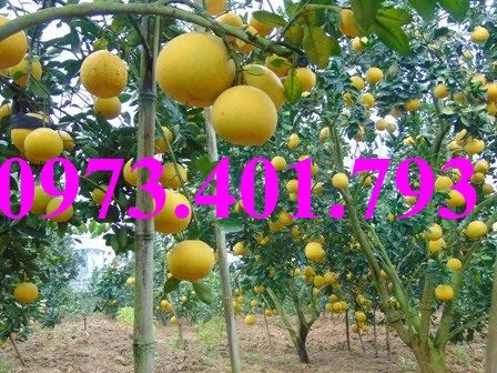 bưởi diễn1_result.webp