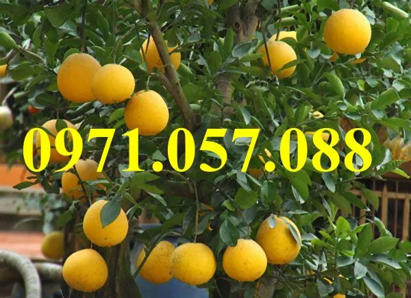 bưởi diễn1_result.webp